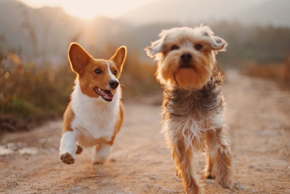Pension chiens