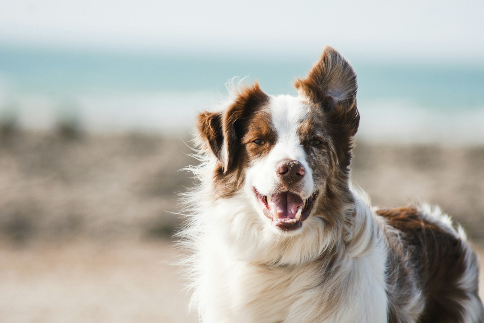 Le Comptoir Canin Pet Shop